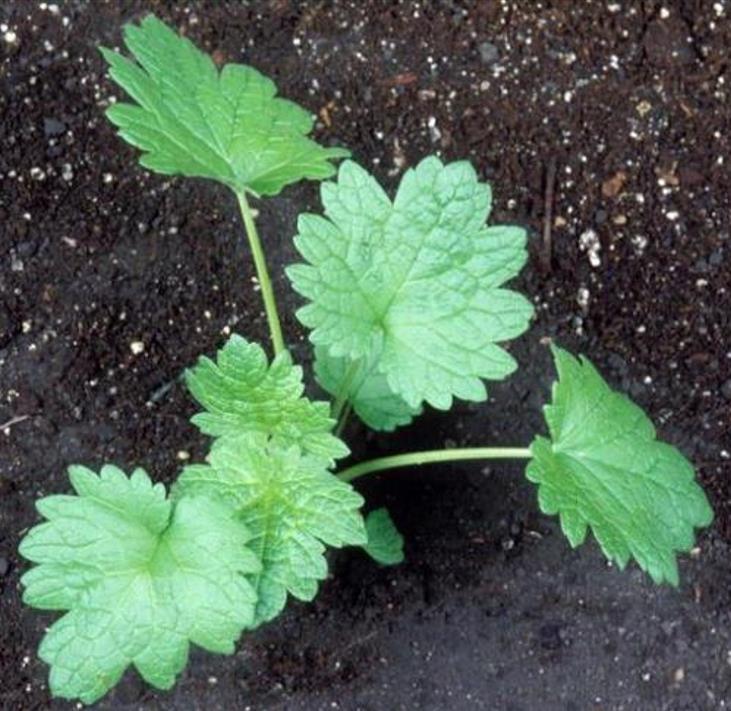 Leonurus cardiaca - Bálsamo do Coração, Erva-Mãe, Motherwort, Rabo de Leão, Agripalma Cardíaca - Imagem 7