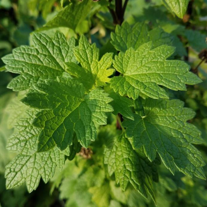 Leonurus cardiaca - Bálsamo do Coração, Erva-Mãe, Motherwort, Rabo de Leão, Agripalma Cardíaca - Imagem 8