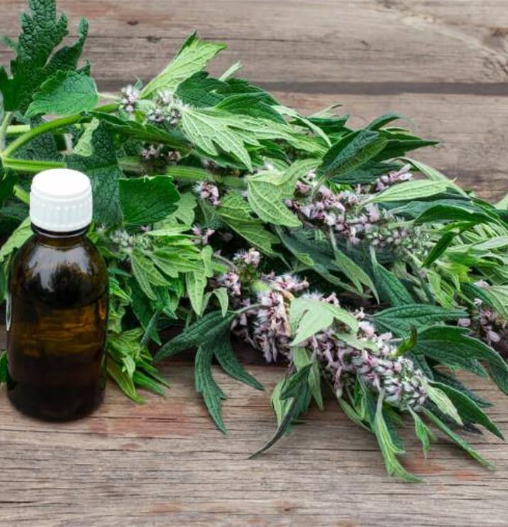 Leonurus cardiaca - Bálsamo do Coração, Erva-Mãe, Motherwort, Rabo de Leão, Agripalma Cardíaca - Imagem 10