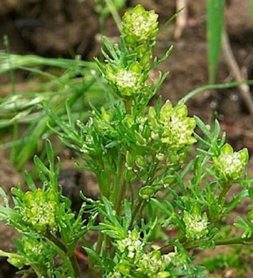 Lepidium meyenii - Maca Peruana, Ginseng dos Andes, Viagra dos Incas - Imagem 3