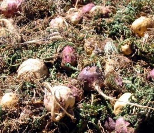 Lepidium meyenii - Maca Peruana, Ginseng dos Andes, Viagra dos Incas - Imagem 4