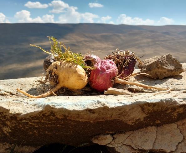Lepidium meyenii - Maca Peruana, Ginseng dos Andes, Viagra dos Incas - Imagem 5