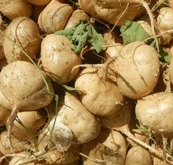 Lepidium meyenii - Maca Peruana, Ginseng dos Andes, Viagra dos Incas - Imagem 9