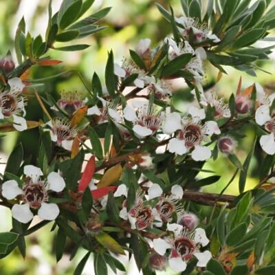 Leptospermum grandiflorum - Árvore de Chá das Flores Grandes, Árvore de Chá do Outono, Autumn Tea Tree