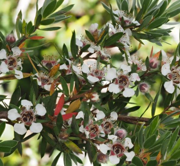 Leptospermum grandiflorum - Árvore de Chá das Flores Grandes, Árvore de Chá do Outono, Autumn Tea Tree