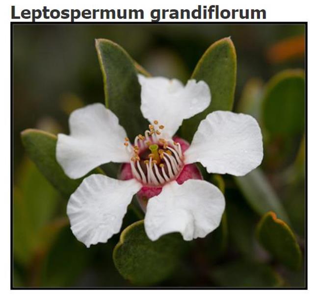 Leptospermum grandiflorum - Árvore de Chá das Flores Grandes, Árvore de Chá do Outono, Autumn Tea Tree - Imagem 2