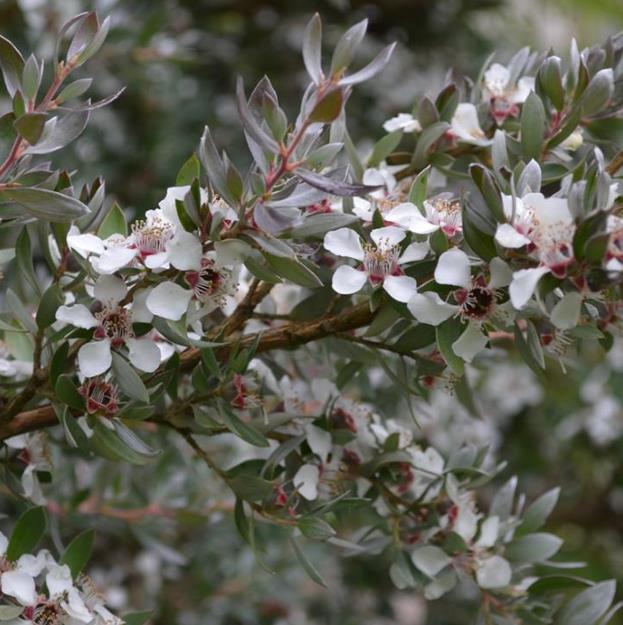 Leptospermum grandiflorum - Árvore de Chá das Flores Grandes, Árvore de Chá do Outono, Autumn Tea Tree - Imagem 3