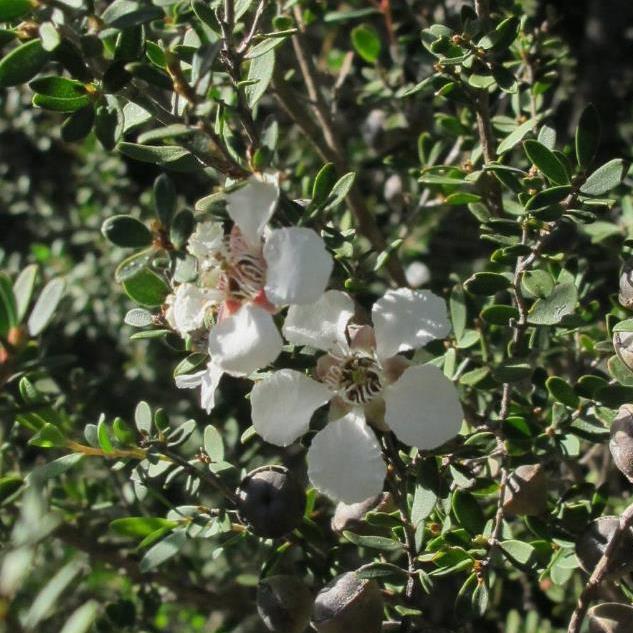 Leptospermum grandiflorum - Árvore de Chá das Flores Grandes, Árvore de Chá do Outono, Autumn Tea Tree - Imagem 4
