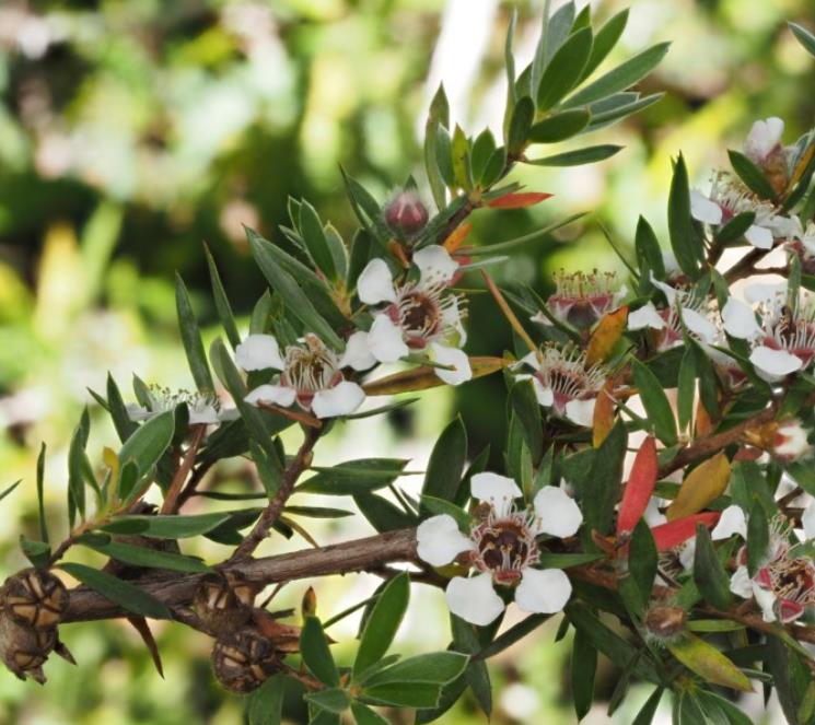 Leptospermum grandiflorum - Árvore de Chá das Flores Grandes, Árvore de Chá do Outono, Autumn Tea Tree - Imagem 5