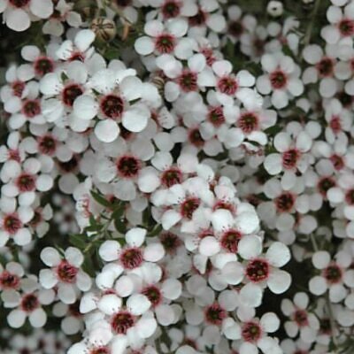 Leptospermum rupreste (L.scoparium Prostatum) - Arbusto do Mel rupreste, Murta de Mel do muro, Arbusto de Chá prostrado