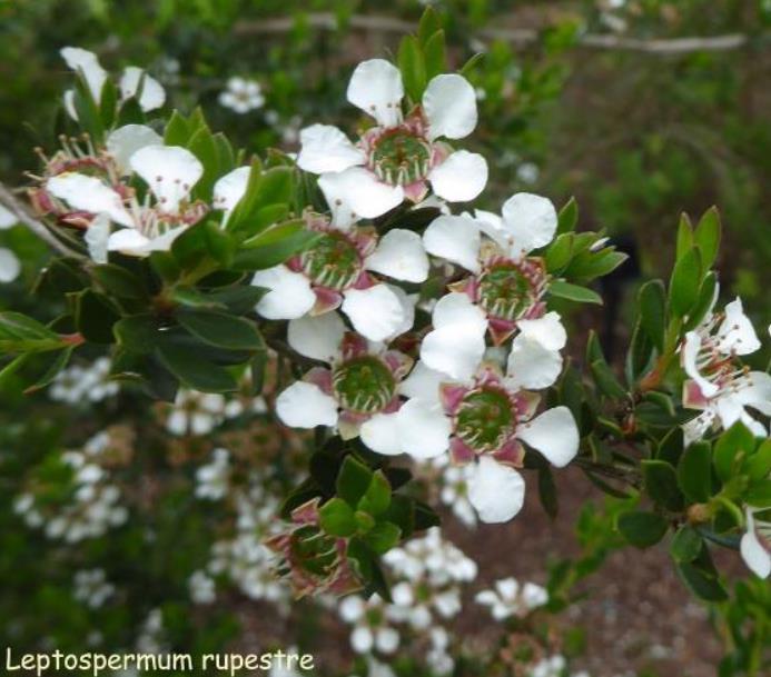 Leptospermum rupreste (L.scoparium Prostatum) - Arbusto do Mel rupreste, Murta de Mel do muro, Arbusto de Chá prostrado - Imagem 2