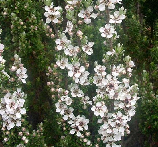 Leptospermum rupreste (L.scoparium Prostatum) - Arbusto do Mel rupreste, Murta de Mel do muro, Arbusto de Chá prostrado - Imagem 3