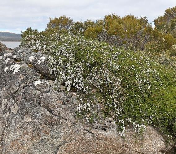 Leptospermum rupreste (L.scoparium Prostatum) - Arbusto do Mel rupreste, Murta de Mel do muro, Arbusto de Chá prostrado - Imagem 4