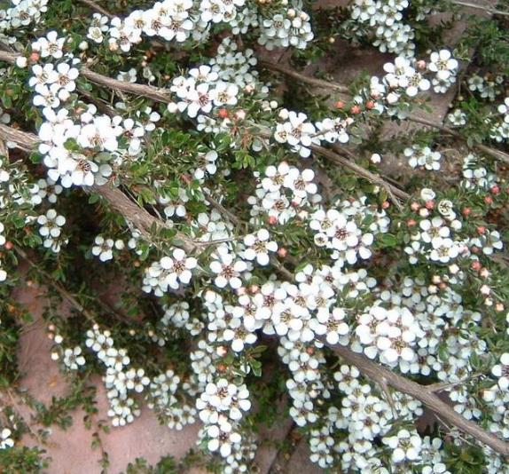 Leptospermum rupreste (L.scoparium Prostatum) - Arbusto do Mel rupreste, Murta de Mel do muro, Arbusto de Chá prostrado - Imagem 5