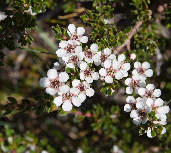 Leptospermum rupreste (L.scoparium Prostatum) - Arbusto do Mel rupreste, Murta de Mel do muro, Arbusto de Chá prostrado - Imagem 6