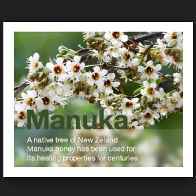 Leptospermum scoparium prov. NZ - Manuka, Planta chá Nova Zelândia, Árvore chá da Nova Zelândia