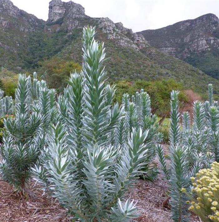 Leucadendron argenteum - Protea Árvore de Prata, Silver Tree, Leucadendron Prata - Imagem 2