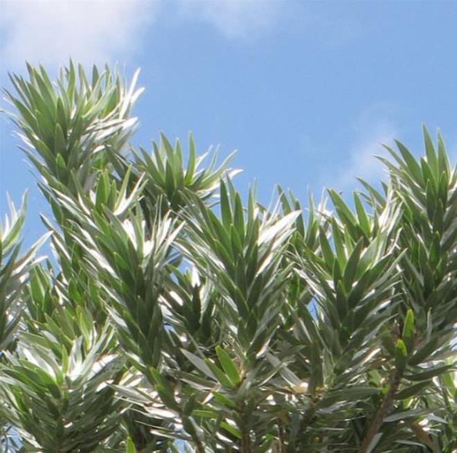 Leucadendron argenteum - Protea Árvore de Prata, Silver Tree, Leucadendron Prata - Imagem 3