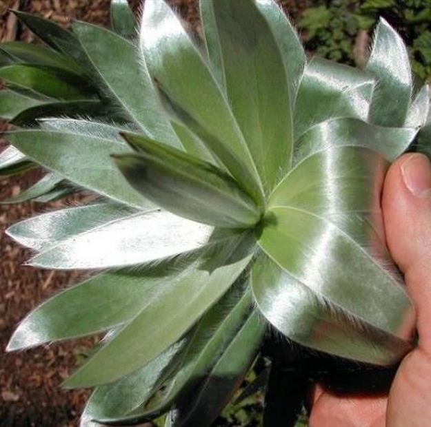 Leucadendron argenteum - Protea Árvore de Prata, Silver Tree, Leucadendron Prata - Imagem 4