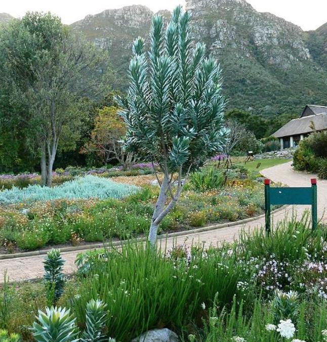 Leucadendron argenteum - Protea Árvore de Prata, Silver Tree, Leucadendron Prata - Imagem 6