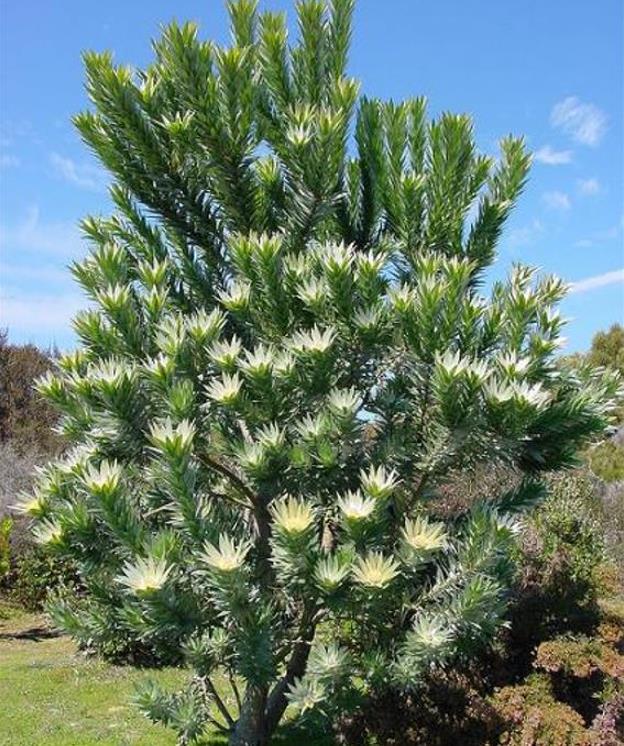 Leucadendron argenteum - Protea Árvore de Prata, Silver Tree, Leucadendron Prata - Imagem 7