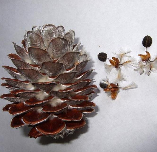 Leucadendron argenteum - Protea Árvore de Prata, Silver Tree, Leucadendron Prata - Imagem 8