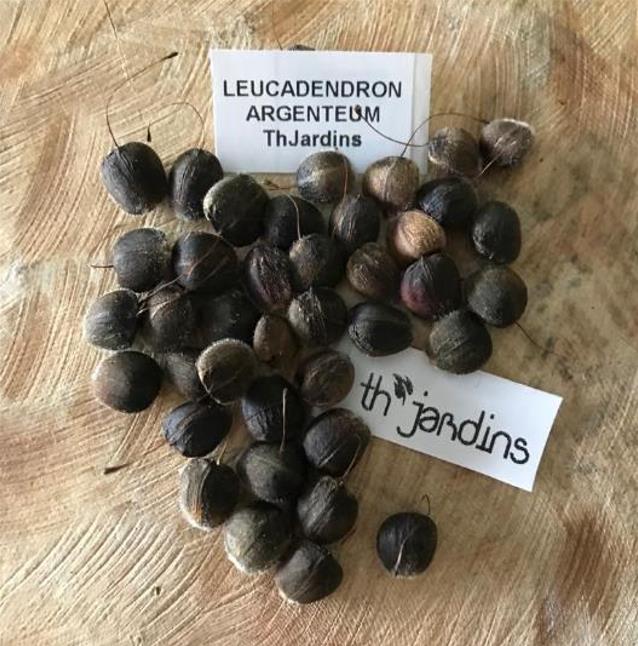 Leucadendron argenteum - Protea Árvore de Prata, Silver Tree, Leucadendron Prata - Imagem 9