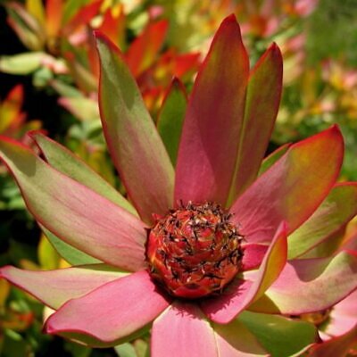 Leucadendron Sessile - Protea Arbusto Do Sol, Arbusto Do Sol, Leucadendron Arbusto Do Sol