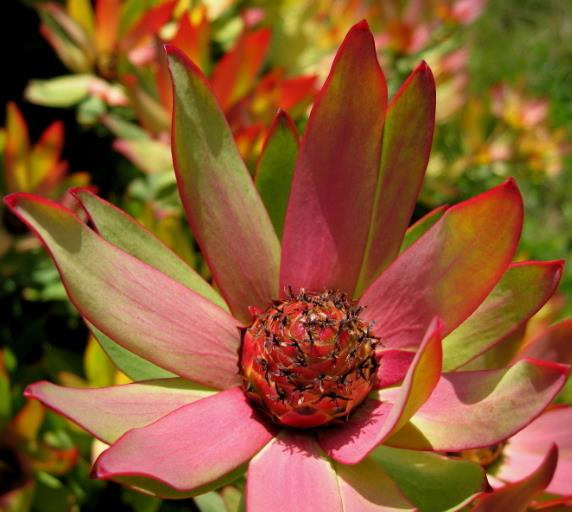 Leucadendron Sessile - Protea Arbusto Do Sol, Arbusto Do Sol, Leucadendron Arbusto Do Sol