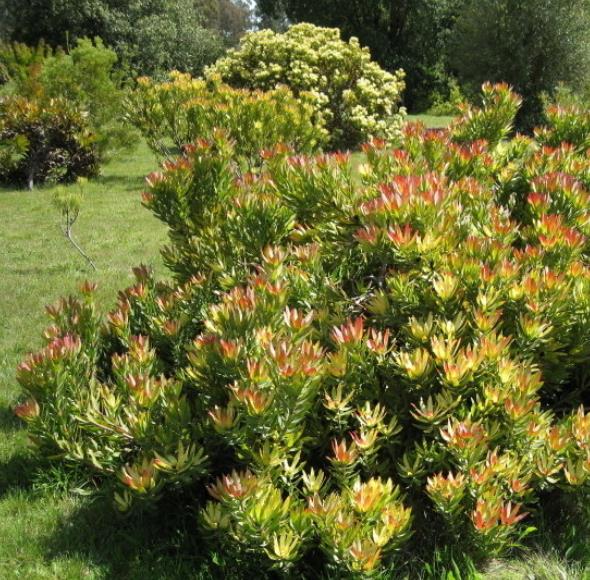 Leucadendron Sessile - Protea Arbusto Do Sol, Arbusto Do Sol, Leucadendron Arbusto Do Sol - Imagem 2