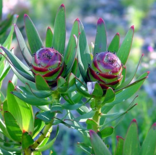 Leucadendron Sessile - Protea Arbusto Do Sol, Arbusto Do Sol, Leucadendron Arbusto Do Sol - Imagem 3