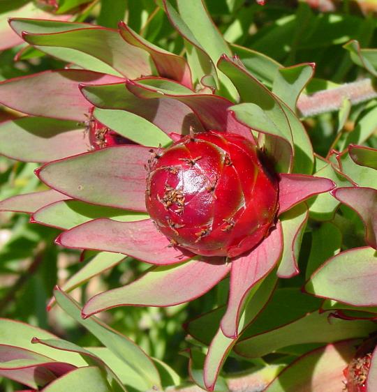 Leucadendron Sessile - Protea Arbusto Do Sol, Arbusto Do Sol, Leucadendron Arbusto Do Sol - Imagem 4