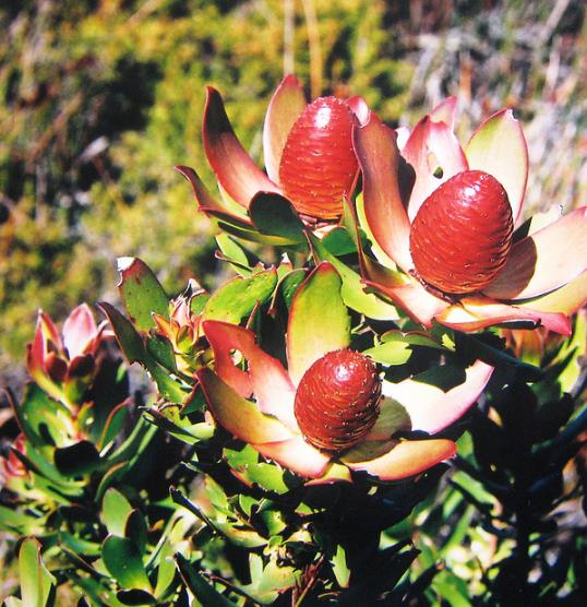 Leucadendron Sessile - Protea Arbusto Do Sol, Arbusto Do Sol, Leucadendron Arbusto Do Sol - Imagem 5