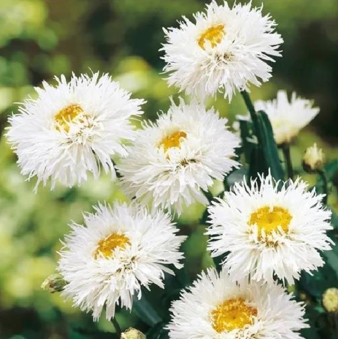 Leucanthemum superbum Crazy Daisy - Margarida Louca Dobrada, Margarida Shasta Dobrada, Double Shasta Daisy, Crazy Da - Imagem 2