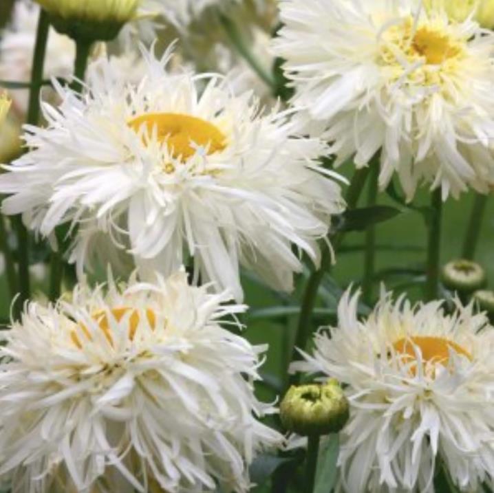 Leucanthemum superbum Crazy Daisy - Margarida Louca Dobrada, Margarida Shasta Dobrada, Double Shasta Daisy, Crazy Da - Imagem 3