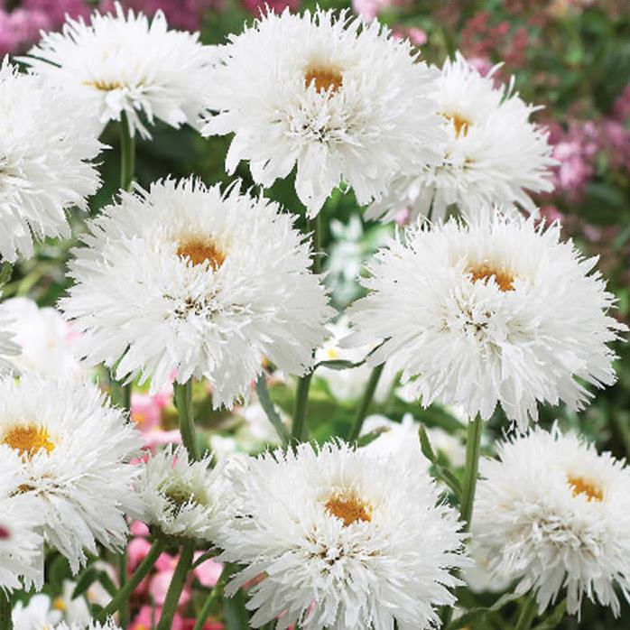 Leucanthemum superbum Crazy Daisy - Margarida Louca Dobrada, Margarida Shasta Dobrada, Double Shasta Daisy, Crazy Da - Imagem 4