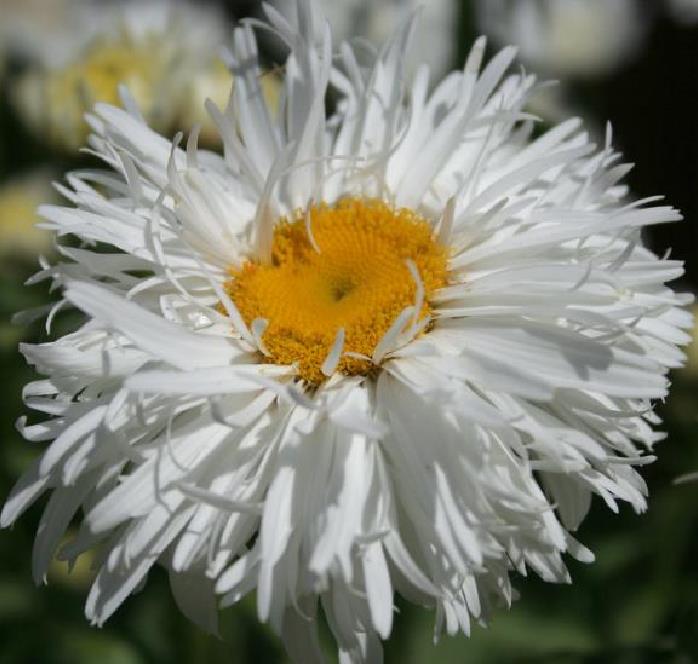 Leucanthemum superbum Crazy Daisy - Margarida Louca Dobrada, Margarida Shasta Dobrada, Double Shasta Daisy, Crazy Da - Imagem 5