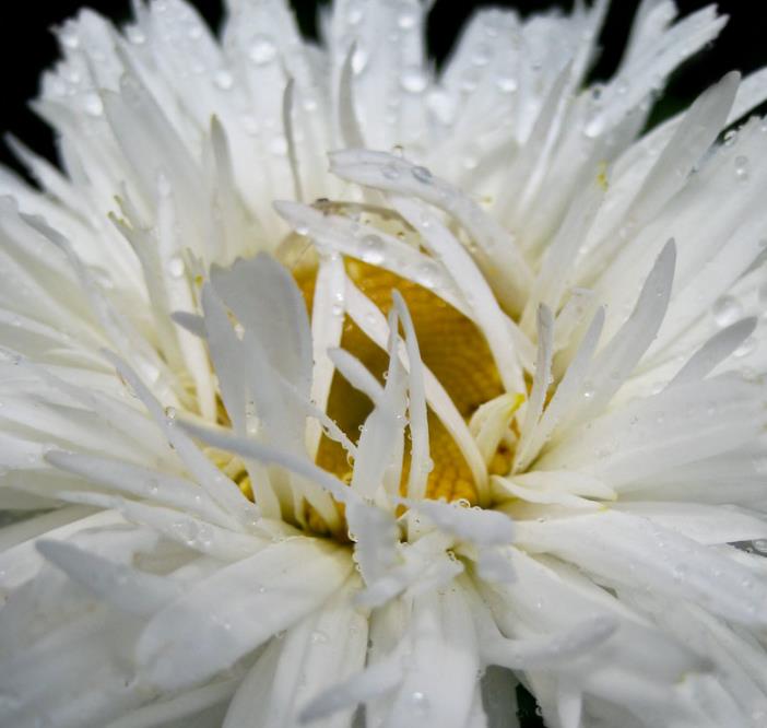 Leucanthemum superbum Crazy Daisy - Margarida Louca Dobrada, Margarida Shasta Dobrada, Double Shasta Daisy, Crazy Da - Imagem 6