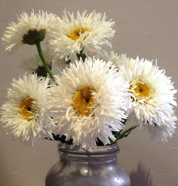 Leucanthemum superbum Crazy Daisy - Margarida Louca Dobrada, Margarida Shasta Dobrada, Double Shasta Daisy, Crazy Da - Imagem 7