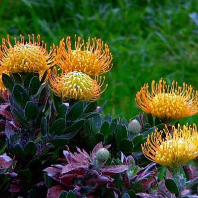 Leucospermum cordifolium - Protea Alfineteiro Ornamental, Almofada de Alfinetes, Pincushion
