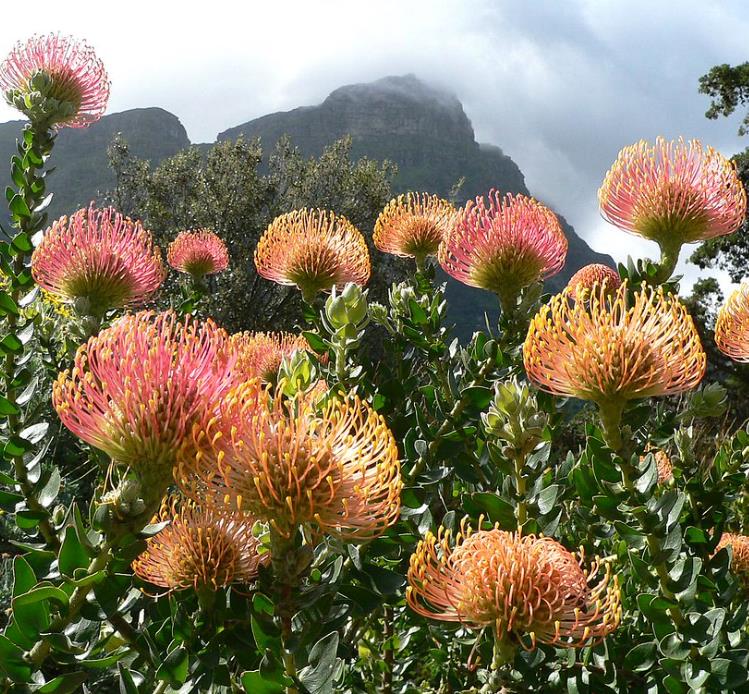 Leucospermum cordifolium - Protea Alfineteiro Ornamental, Almofada de Alfinetes, Pincushion - Imagem 2