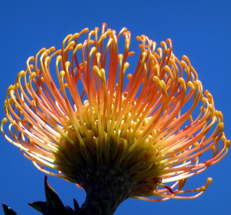 Leucospermum cordifolium - Protea Alfineteiro Ornamental, Almofada de Alfinetes, Pincushion - Imagem 3
