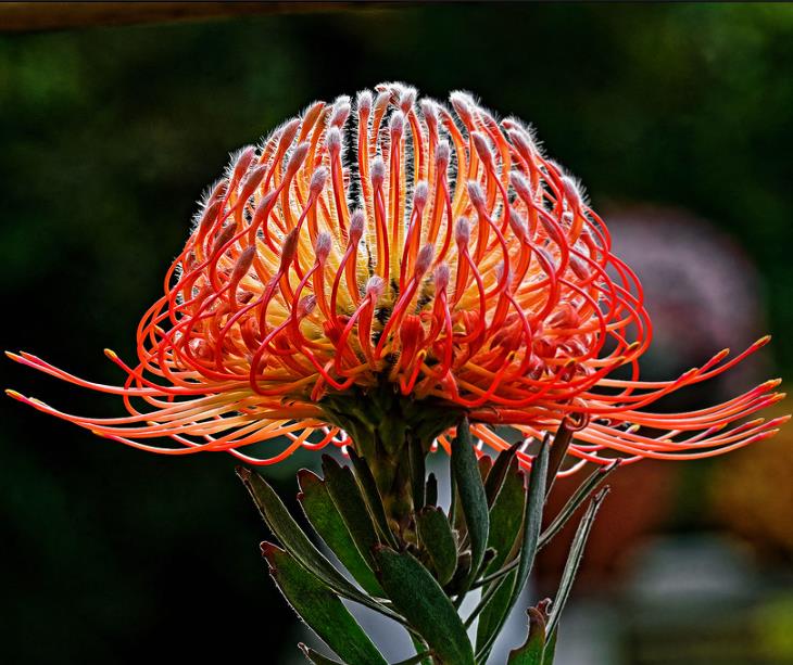 Leucospermum cordifolium - Protea Alfineteiro Ornamental, Almofada de Alfinetes, Pincushion - Imagem 4