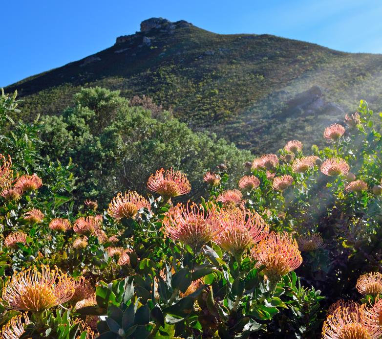 Leucospermum cordifolium - Protea Alfineteiro Ornamental, Almofada de Alfinetes, Pincushion - Imagem 5