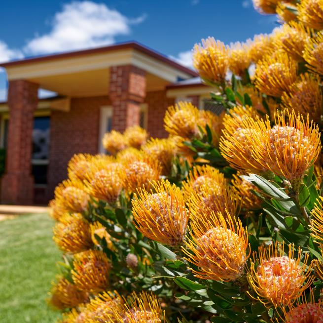 Leucospermum cordifolium - Protea Alfineteiro Ornamental, Almofada de Alfinetes, Pincushion - Imagem 6