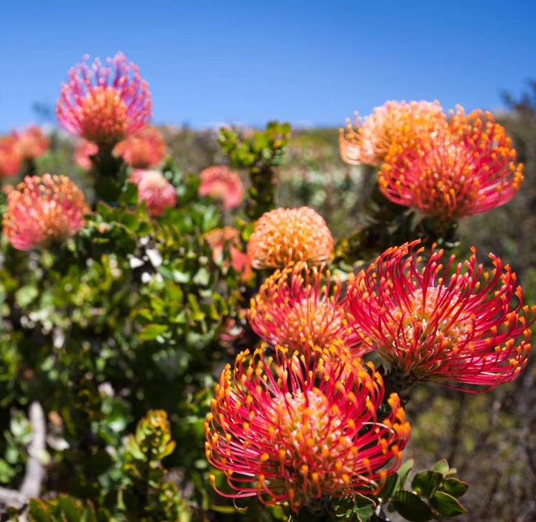 Leucospermum cordifolium - Protea Alfineteiro Ornamental, Almofada de Alfinetes, Pincushion - Imagem 7