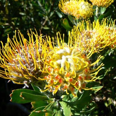 Leucospermum cuneiforme - Arbusto almofada de alfinetes de verruga, Wart-Stemmed Pincushion, Luisiesbos