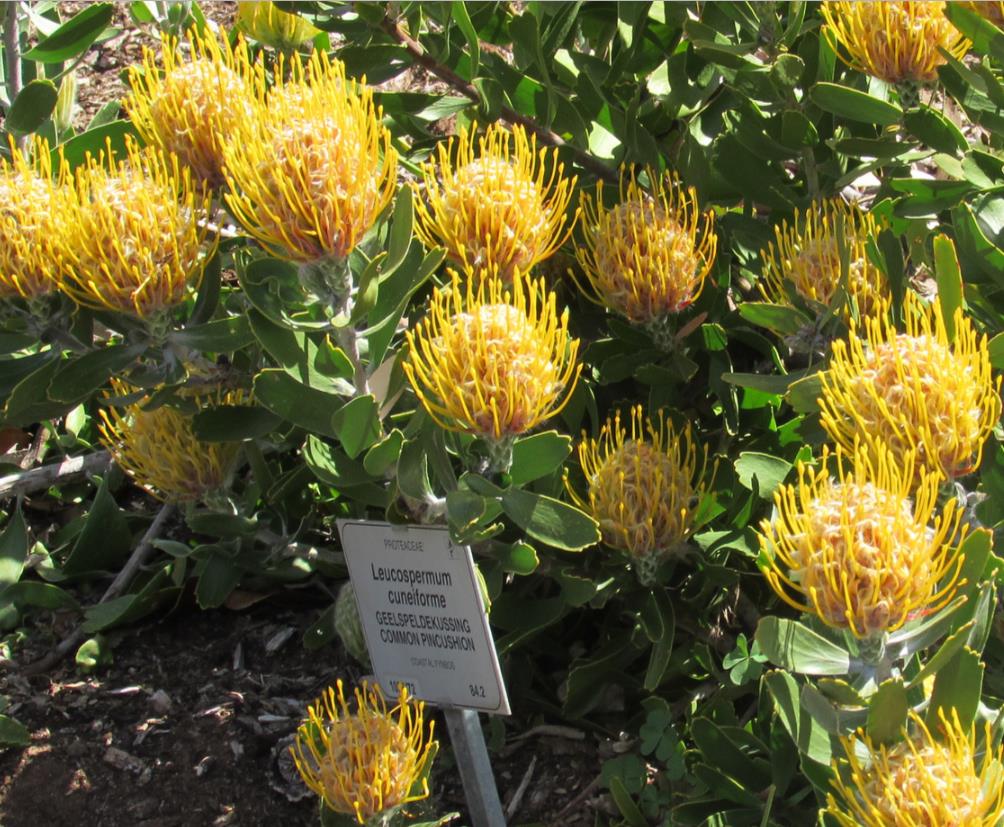 Leucospermum cuneiforme - Arbusto almofada de alfinetes de verruga, Wart-Stemmed Pincushion, Luisiesbos - Imagem 2
