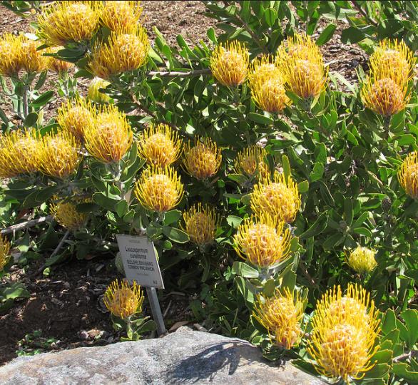 Leucospermum cuneiforme - Arbusto almofada de alfinetes de verruga, Wart-Stemmed Pincushion, Luisiesbos - Imagem 3