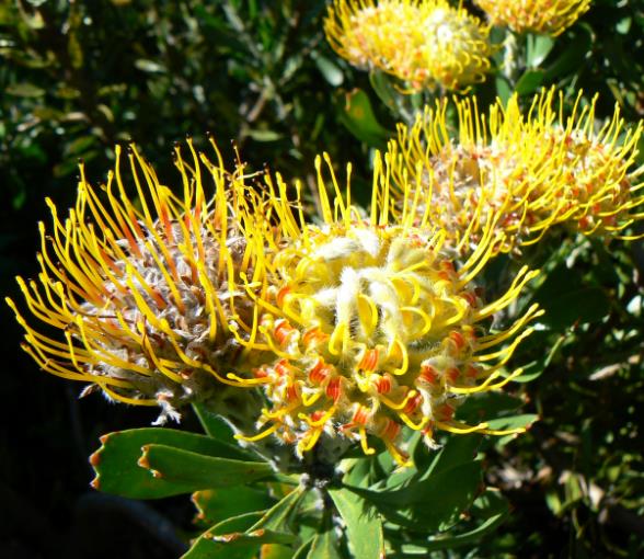 Leucospermum cuneiforme - Arbusto almofada de alfinetes de verruga, Wart-Stemmed Pincushion, Luisiesbos - Imagem 4